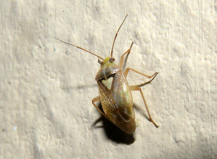 Miridae: Lygus rugulipennis dell''Emilia (RE)